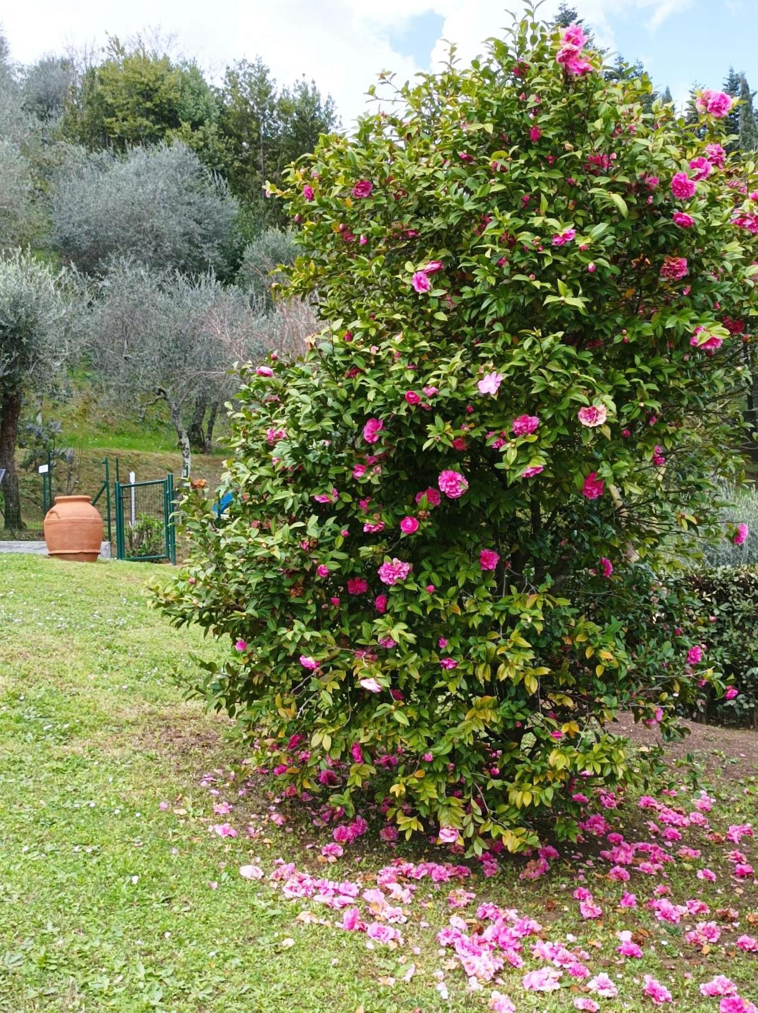 Villa Camelia Tuscany Πέσια Εξωτερικό φωτογραφία
